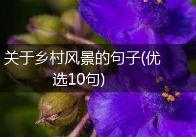 关于乡村风景的句子(优选10句)