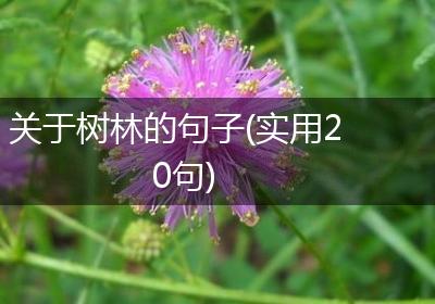 关于树林的句子(实用20句)