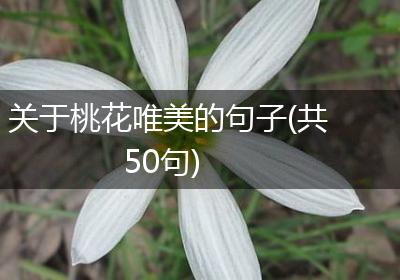 关于桃花唯美的句子(共50句)