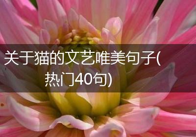 关于猫的文艺唯美句子(热门40句)