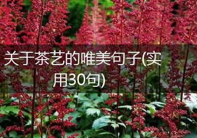 关于茶艺的唯美句子(实用30句)