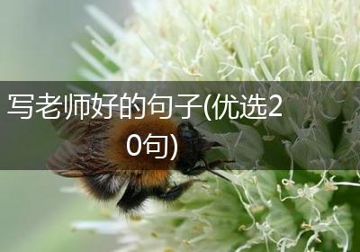 写老师好的句子(优选20句)