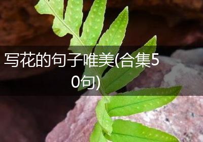 写花的句子唯美(合集50句)