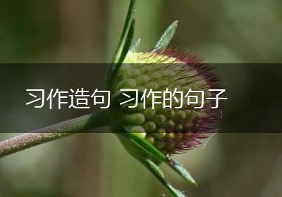 习作造句 习作的句子