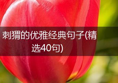 刺猬的优雅经典句子(精选40句)