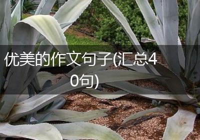 优美的作文句子(汇总40句)