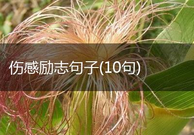 伤感励志句子(10句)
