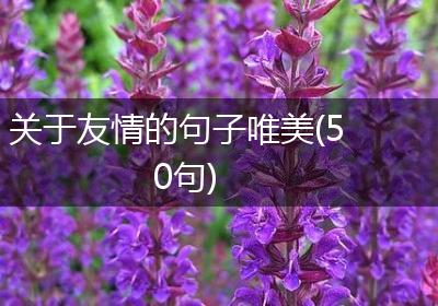 关于友情的句子唯美(50句)
