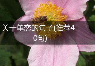 关于单恋的句子(推荐40句)