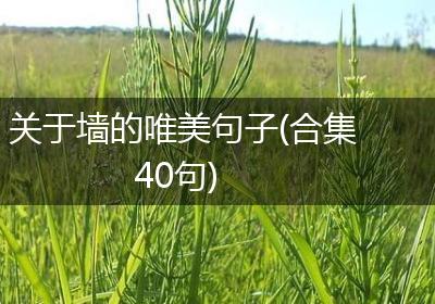 关于墙的唯美句子(合集40句)