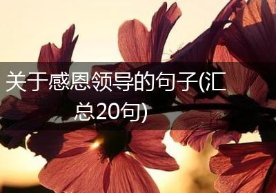 关于感恩领导的句子(汇总20句)
