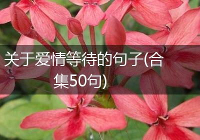 关于爱情等待的句子(合集50句)