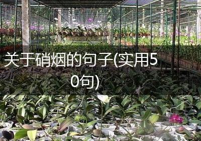 关于硝烟的句子(实用50句)