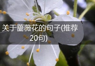 关于蔷薇花的句子(推荐20句)