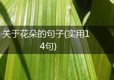 关于花朵的句子(实用14句)