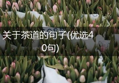 关于茶道的句子(优选40句)