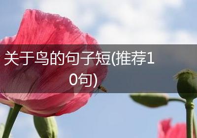 关于鸟的句子短(推荐10句)