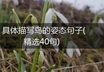 具体描写鸟的姿态句子(精选40句)