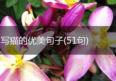 写猫的优美句子(51句)