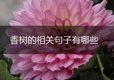 香树的相关句子有哪些