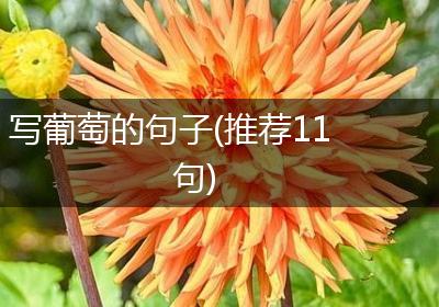 写葡萄的句子(推荐11句)