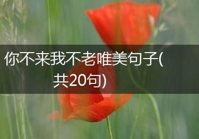你不来我不老唯美句子(共20句)