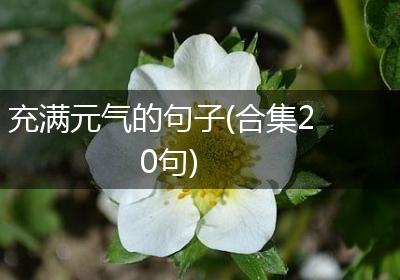 充满元气的句子(合集20句)