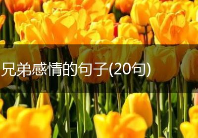 兄弟感情的句子(20句)