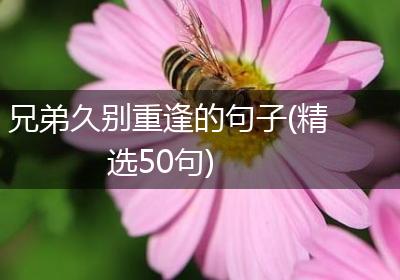 兄弟久别重逢的句子(精选50句)