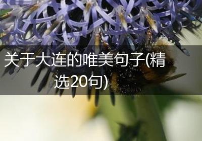 关于大连的唯美句子(精选20句)