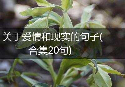 关于爱情和现实的句子(合集20句)