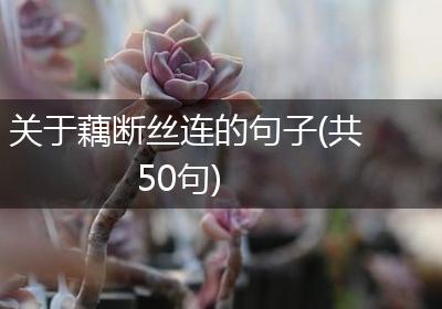 关于藕断丝连的句子(共50句)
