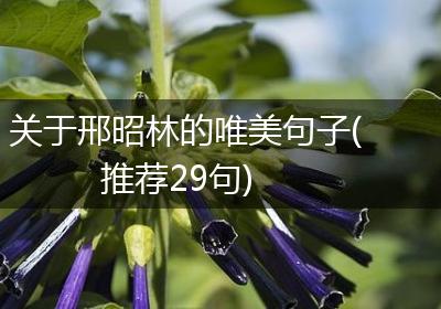 关于邢昭林的唯美句子(推荐29句)
