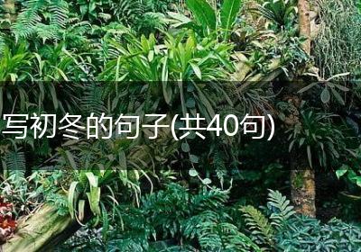写初冬的句子(共40句)