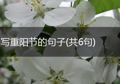 写重阳节的句子(共6句)
