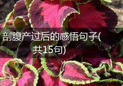 剖腹产过后的感悟句子(共15句)