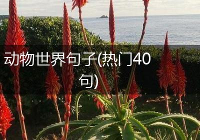 动物世界句子(热门40句)