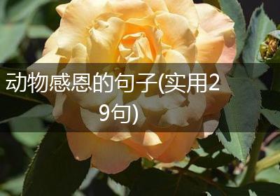 动物感恩的句子(实用29句)