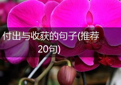 付出与收获的句子(推荐20句)