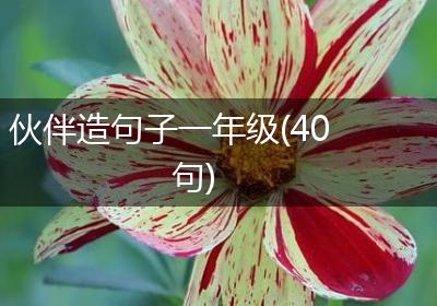 伙伴造句子一年级(40句)