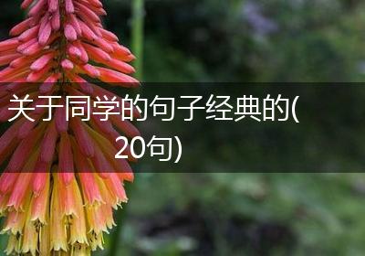 关于同学的句子经典的(20句)