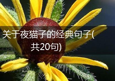 关于夜猫子的经典句子(共20句)