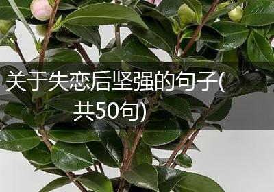 关于失恋后坚强的句子(共50句)