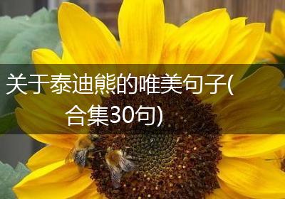 关于泰迪熊的唯美句子(合集30句)