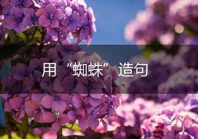 用“蜘蛛”造句