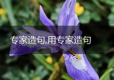专家造句,用专家造句