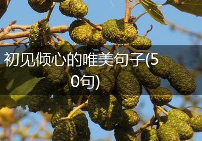 初见倾心的唯美句子(50句)