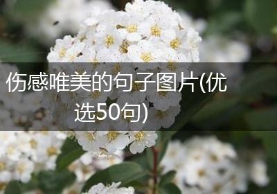 伤感唯美的句子图片(优选50句)