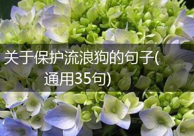 关于保护流浪狗的句子(通用35句)