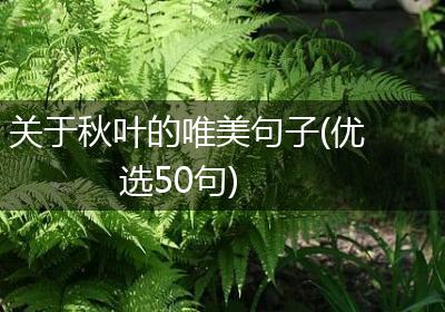 关于秋叶的唯美句子(优选50句)